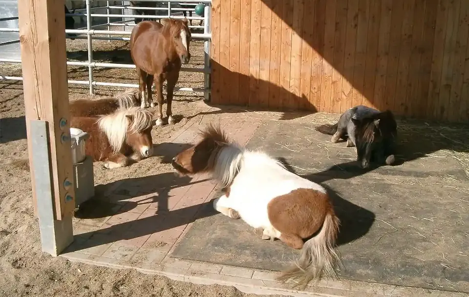 Konji na ležištima HIT Comfort u štalskom okruženju