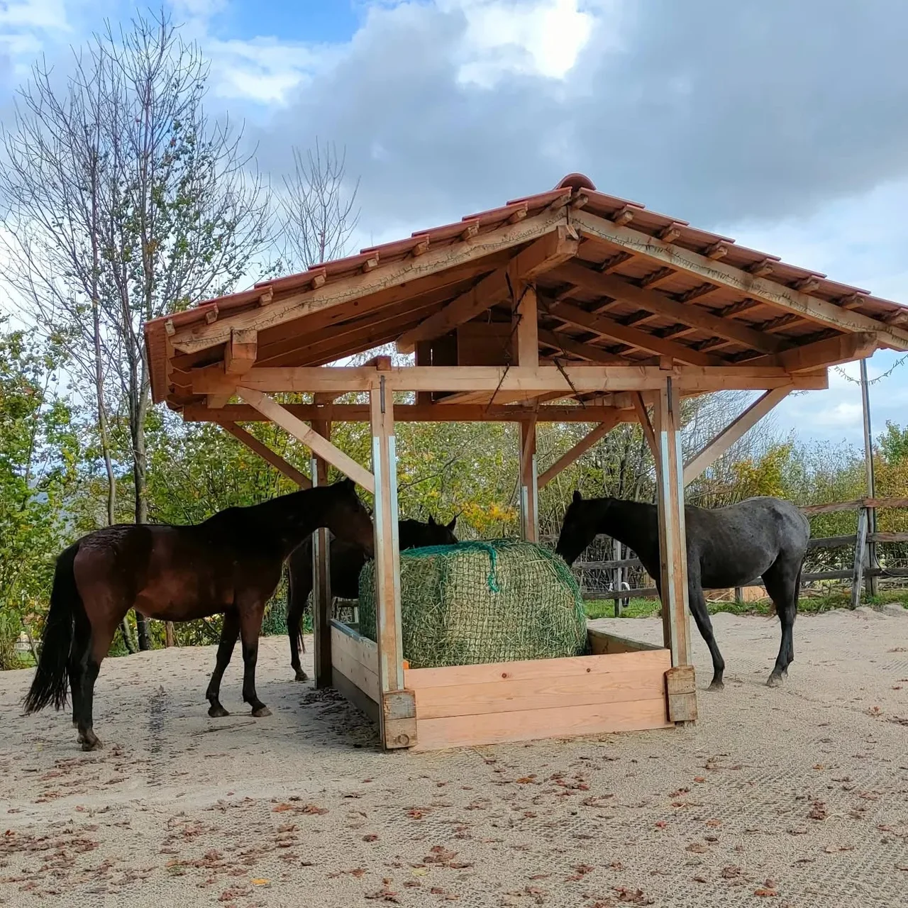 Konji na uređenoj površini uz nadstrešnicu. Foto: Poniji s Klanca, projekt iz 2023.